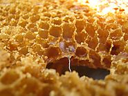 23 ways to save the world with beeswax - Nature Holds the Key