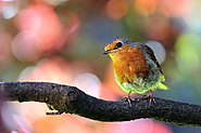 26 ways to attract birds to your garden - Nature Holds the Key