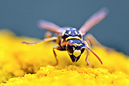 9 natural ways to get rid of wasps - Nature Holds the Key