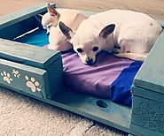 Pet bed from pallet - VIDEO