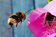 5 ways to create a bee-friendly garden - Nature Holds the Key