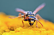 9 natural ways to get rid of wasps - Nature Holds the Key