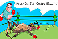 Pest control Albion Park
