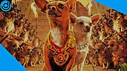 Top 10 Best Dog Movies Of All Time That Every Dog Lover Must Watch