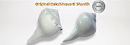 100% Authentic Dakshinavarti Shankh(Conch) by AstroDevam.com