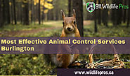 Effective Squirrel Removal Services in Burlington At affordable Prices