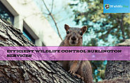 Affordable Wildlife Control Services Burlington