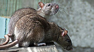 Sure Signs of a Mouse/Rat residing at your place by Experts