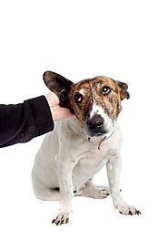 Seven Quick Things You Can Do Right Now To Ease Your Dog's Itchy Skin – The Dog Bakery