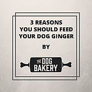 3 Reasons you Should Feed Your Dog Ginger – The Dog Bakery