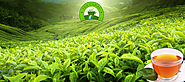 Tea Canal - Premium Tea Blends
