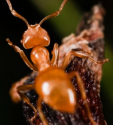 Ugott Pest Control | Termite Exterminator Bakersfield