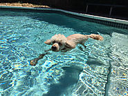 Dog swimming pool