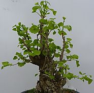 In Oriente, fin dai tempi antichi, il Ginkgo è stata una delle specie più coltivate a bonsai.