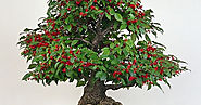 L’Agrifoglio è uno degli alberi da frutto più facili ed eleganti da formare a bonsai.