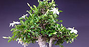 Il Gelsomino non ha ancora avuto quella ampia diffusione che invece meriterebbe come bonsai.