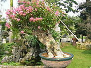 Il Lagerstroemia è un piccolo albero abbastanza apprezzato come pianta da bonsai.