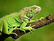 Roasted Iguana or Labba (Trinidad and Tobago/Guyana)