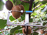 Improving the production of kiwifruit with smart irrigation