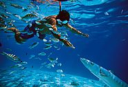 Snorkelling and Scuba Diving