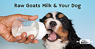 Why Savvy Pet Parents Are Mixing Raw Goat’s Milk in their Dog’s Kibble