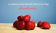 3 Reasons you should Feed your Dog Strawberries