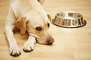 5 Signs Your Dog May Be Allergic to Grains | Best Grain Free Dog Food