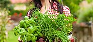 Green Thumb Basics: Growing an Herb Garden