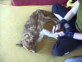 Massage+Checkup am Hund