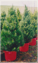 Live Potted Christmas Trees | Merlino's Christmas Trees