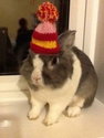 Theodore The Bunny Is Feeling Festive! | Cutest Paw