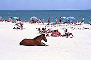 Assateague Island beach in Maryland is a natural beach with a lot of wildlife.