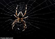 Arachnophobia – The fear of spiders