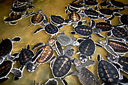 Get Involved with Turtle Conservation
