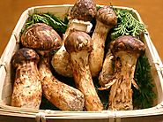 The Most Expensive Mushroom - $1,000