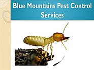 Blue Mountains Pest Control Services