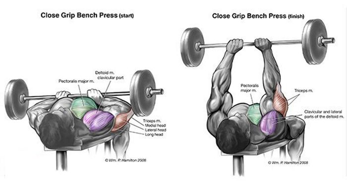 List Of Chest Exercises To Build Your Pectoralis Muscles In
