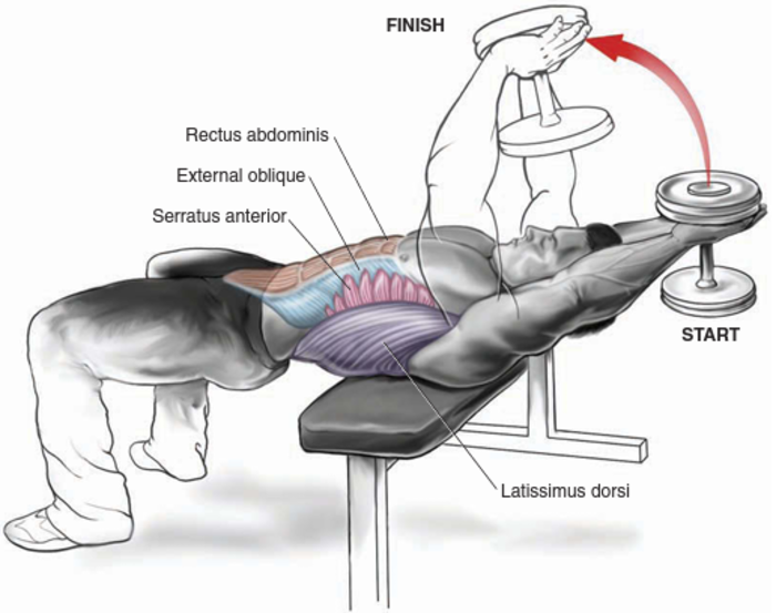 List Of Chest Exercises To Build Your Pectoralis Muscles In