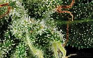 Cannabis - die Heilpflanze