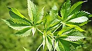 Cannabis: Kein berauschender Nutzen für die Medizin