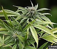 Hanf - Cannabis sativa