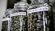 Zukunft der Cannabisversorgung: VCA plädiert für OTC-Cannabis in der Apotheke