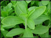 Stevia.com