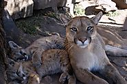 Puma's being cared for by a veterinarians