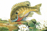 Fly Fishing Tactics for Bluegill and Sunfish