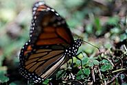 Weather, deforestation curb monarch migration to Mexico in 2016/17