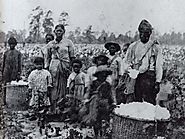 Slaves on plantation with cotton