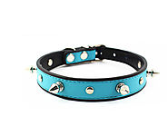 Blue studded dog collar