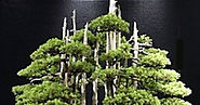 Top 10: Greatest Bonsai Trees.