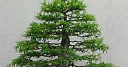 An Introduction to Bonsai: History, Cultivation and Size Classifications.